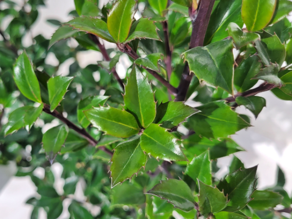 Stechpalme Heckenstar - Ilex meserveae Heckenstar
